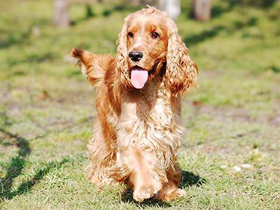 english-cocker-spaniel-breeds