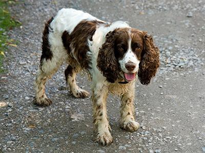 english-springer-spaniel-breed