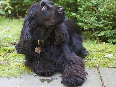 field-spaniel-breed