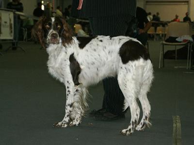 french-spaniel-breed