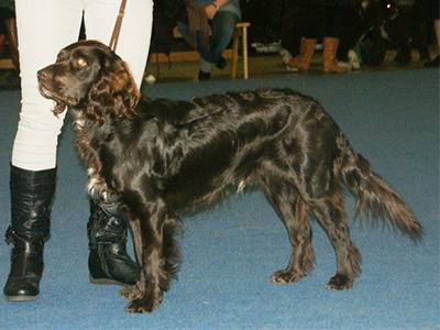 german-spaniel-breed