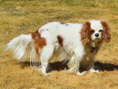 history-of-spaniel-breeds