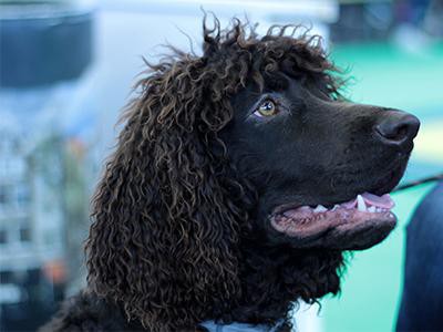 irish-water-spaniel-breed