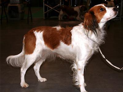 kooikerhondje-spaniel-breed