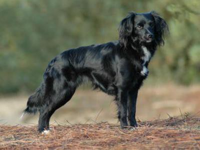 markiesje-spaniel-breed