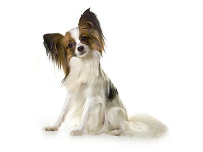 papillon-and-phalene-spaniels-breed