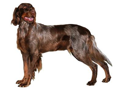 picardy-spaniel-breed