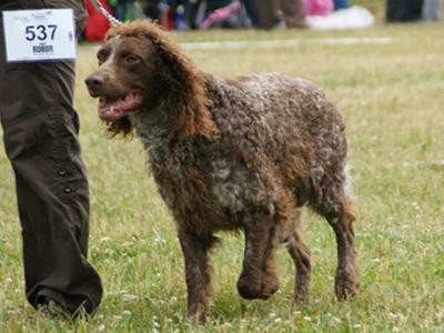 pont-audemer-spaniel-breed