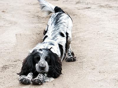 russian-spaniel-breed