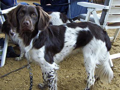 stabyhoun-spaniel-breed