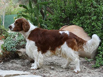 welsh-springer-spaniel-breed