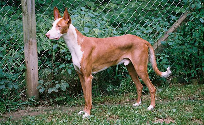 ibizan-hound