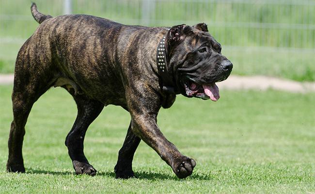 perro-de-presa-canario-spanish-dog-breeds