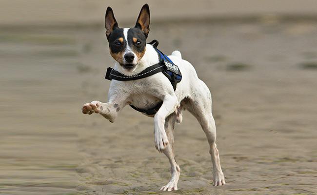 spanish terrier breeds