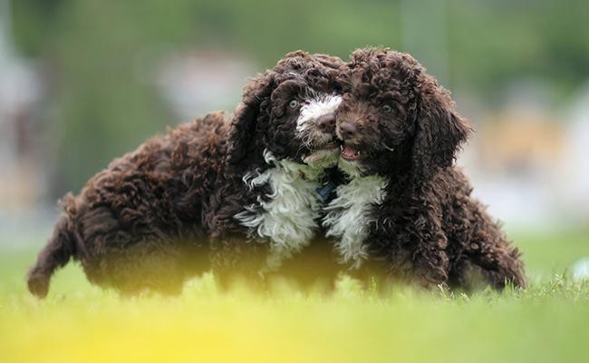 spanish-water-dog-spanish-dog-breeds