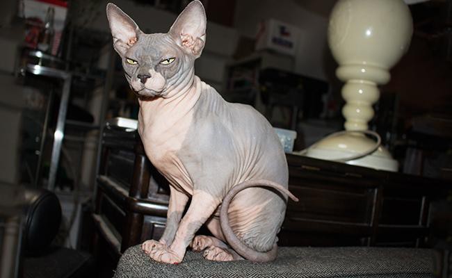 personality-temperament-sphynx-cats