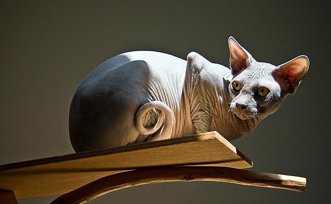 training-and-exercise-requirements-sphynx-cats