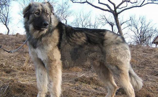 carpathian-shepherd-strongest-dog-breeds