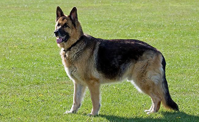 german-shepherd-strongest-dog-breeds