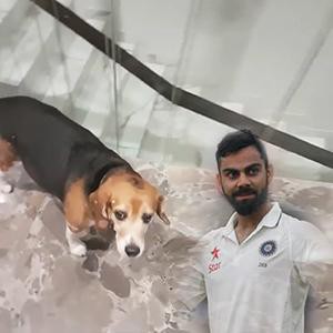 virat kohli Sports Stars And Their Fabulous Pets