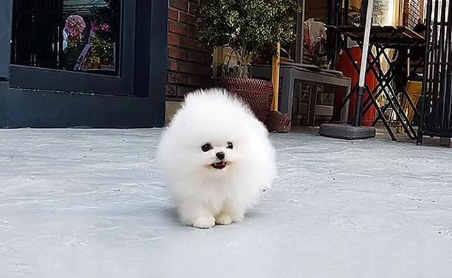 spitz pomeranian teacup