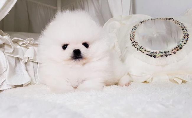 Teacup Pomeranian - 12 Facts On The The Stunningly Cute, Snow White Dog -  Petmoo