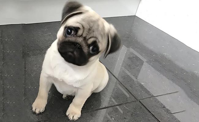 mini pugs near me