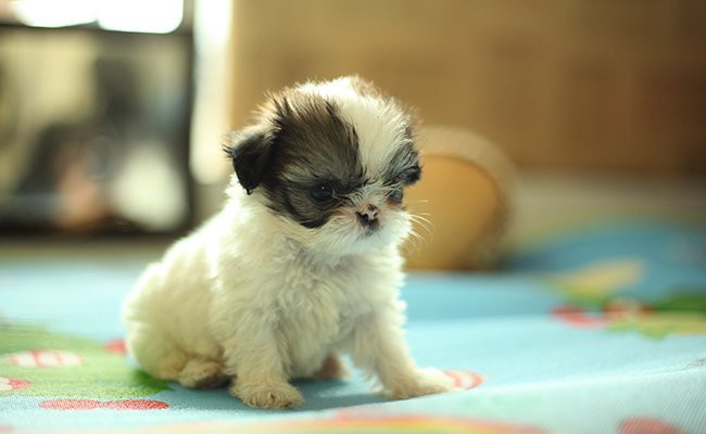 shih-tzu-teacup-dogs