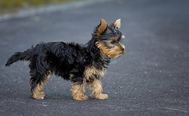 yorkshire-terrier-teacup-dogs