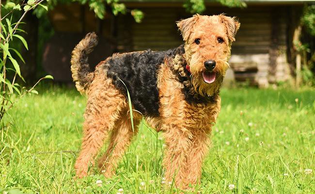 airedale-terrier-terrier-dogs