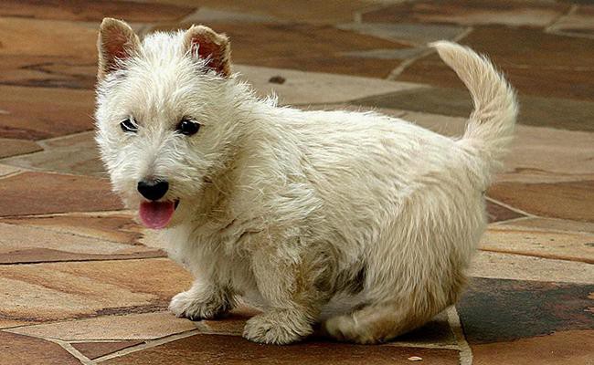 scottish-terrier-terrier-dogs