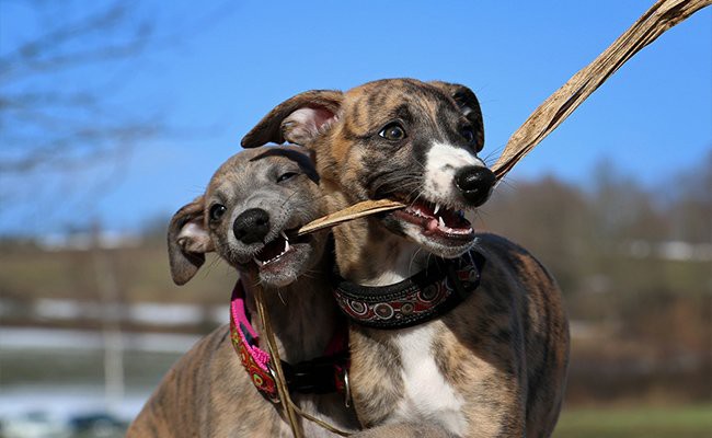 greyhound-therapy-dogs