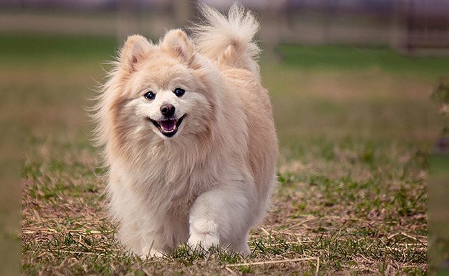 pomeranian-therapy-dogs