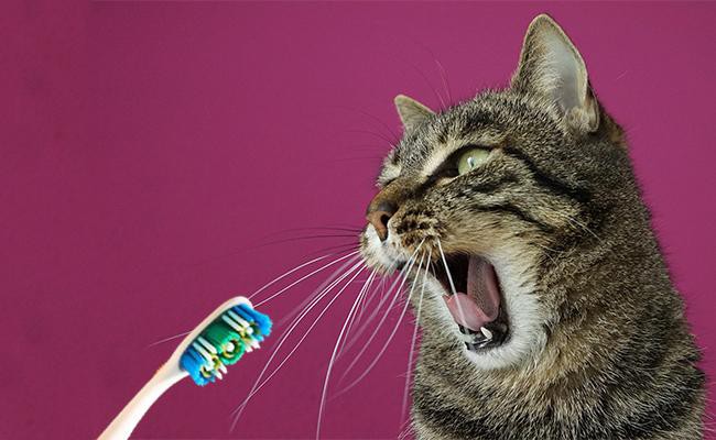 fail-to-brush-your-kittys-teeth