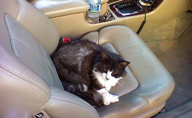 place-your-feline-friend-on-your-lap-riding-or-driving-time