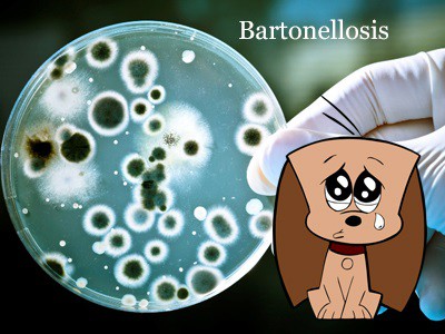 bartonellosis