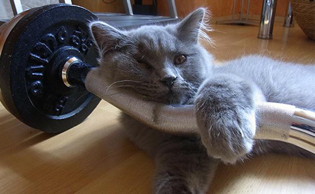 how-to-help-your-senior-cat-exercise