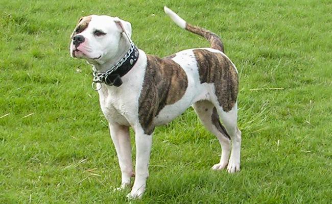 american-bulldog-types-of-pitbulls