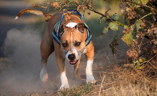 american-staffordshire-terrier-types-of-pitbulls