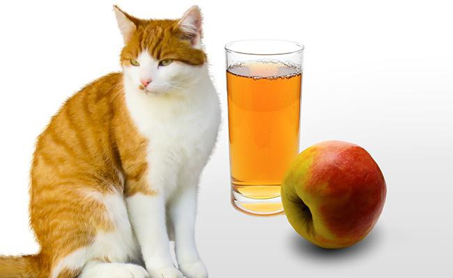 home-remedies-for-uti-in-cats