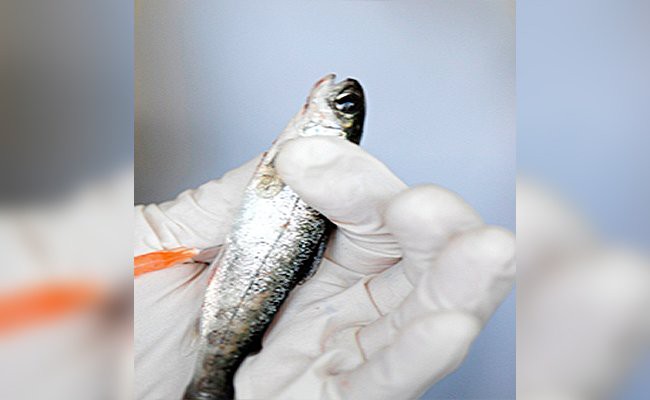 vaccination-for-fish - Vaccination In Pets