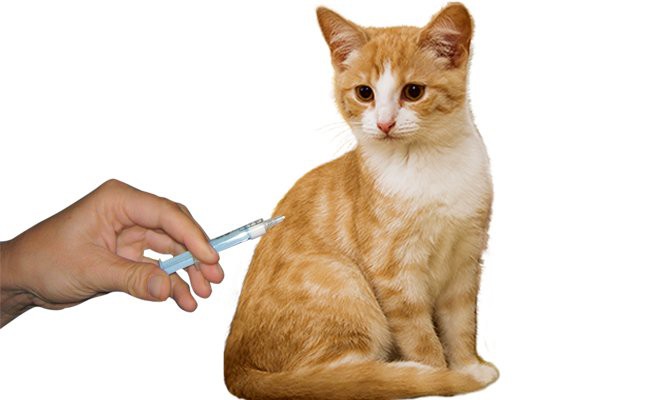 vaccination-in-cats - Vaccination In Pets