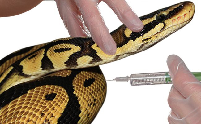 vaccination-in-snake