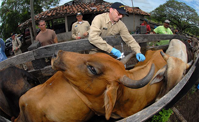 vaccinations-for-cow - Vaccination In Pets