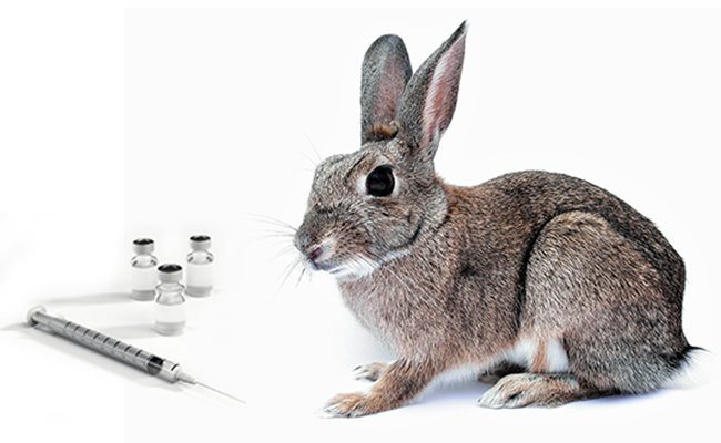 vaccinations-for-rabbit