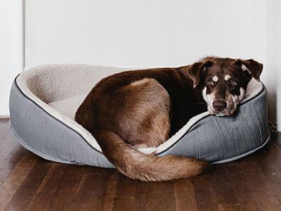 assorted-dog-basket