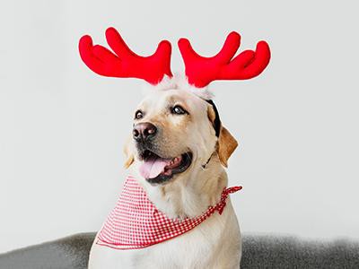 dog-bandanas
