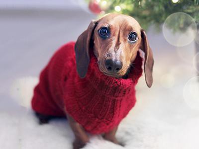dog-sweaters