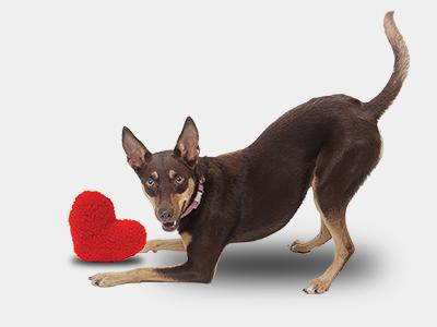 red-heart-squeaker-toy