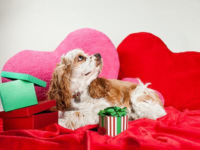valentine-dog-treat-gift-box